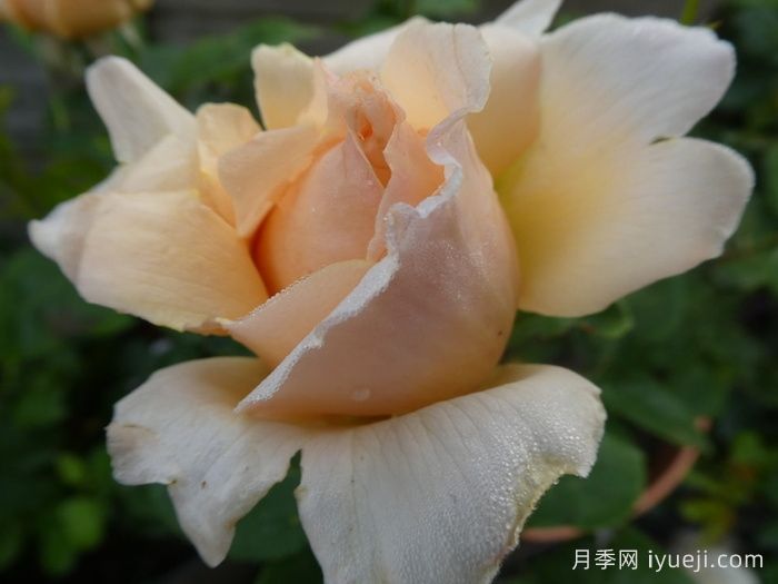 追忆帕特里克月季Patrick Devedjian(图2)