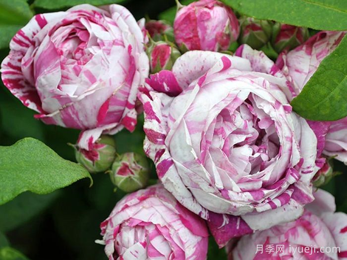 抓破美人脸月季/撕破美人脸/斑纹博洛尼亚Variegata di Bologna(图2)