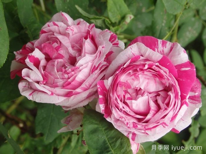 抓破美人脸月季/撕破美人脸/斑纹博洛尼亚Variegata di Bologna(图4)