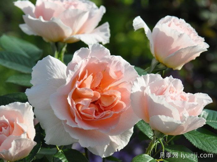 珠贝之心月季/珍珠之心月季Coeur de Nacre(图2)