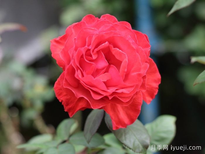 朱王月季Shu-oh(图1)