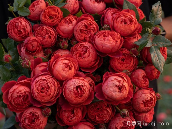 朱砂碗月季(图5)