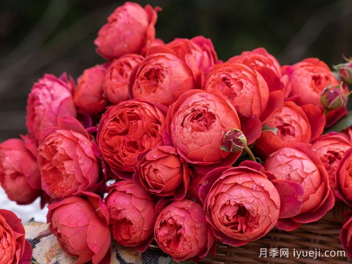 朱砂碗月季(图2)