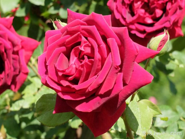 朱墨双辉月季/墨红月季Crimson Glory(图2)