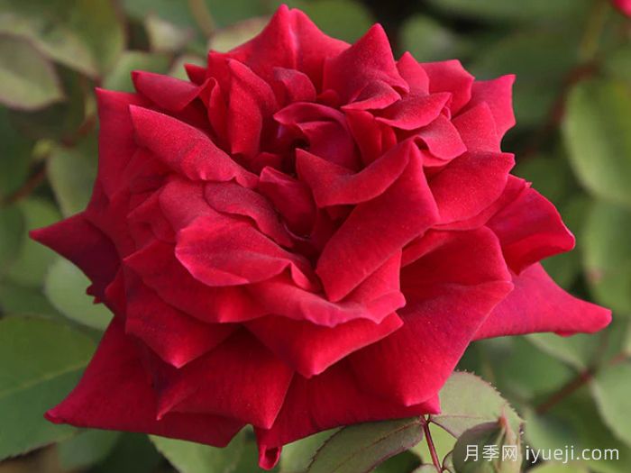 朱墨双辉月季/墨红月季Crimson Glory(图1)