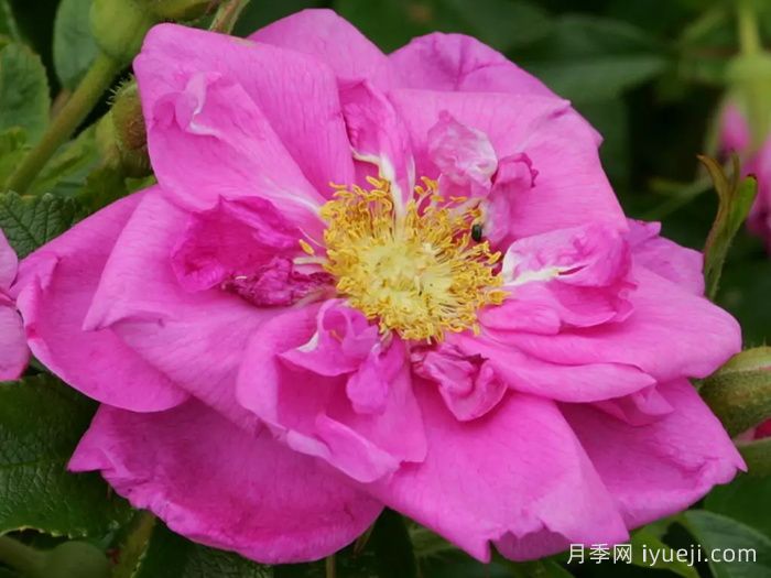 智慧跑者月季/聪明走鹃Smart Roadrunner(图2)