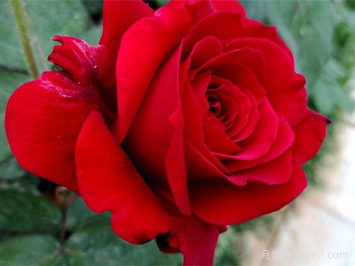 中国红月季/雅苏娜月季Asuna(图2)