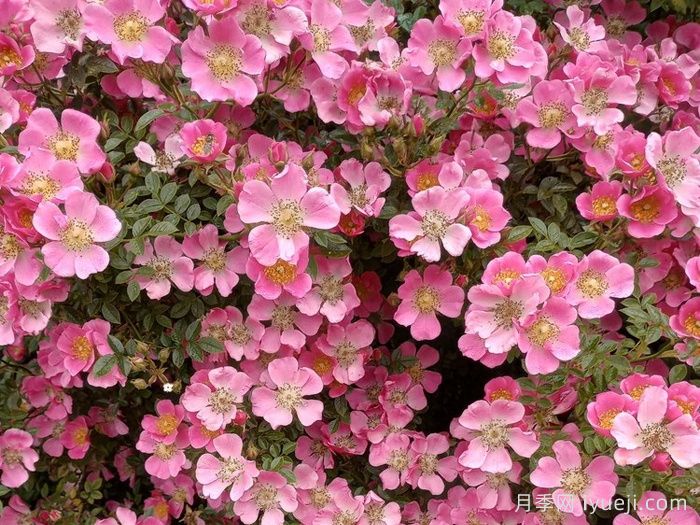 中心舞台月季Centre Stage(图1)