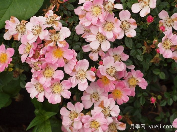 中心舞台月季Centre Stage(图2)