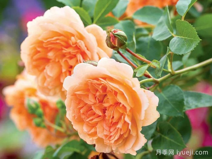 朱迪丹奇夫人月季/朱迪丹奇爵士Dame Judi Dench(图2)