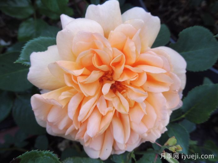 朱迪丹奇夫人月季/朱迪丹奇爵士Dame Judi Dench(图4)