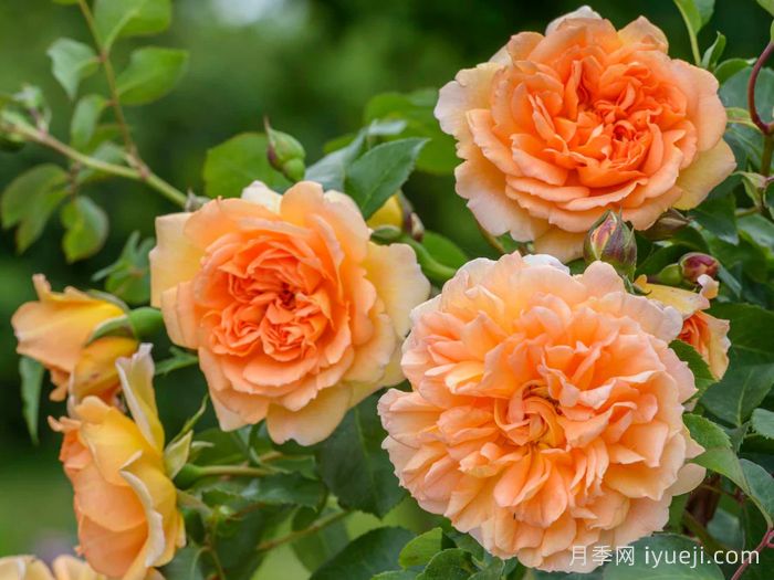 朱迪丹奇夫人月季/朱迪丹奇爵士Dame Judi Dench(图3)