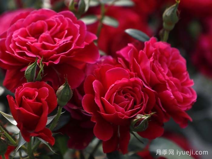 14周年红月季/朝阳红(图2)