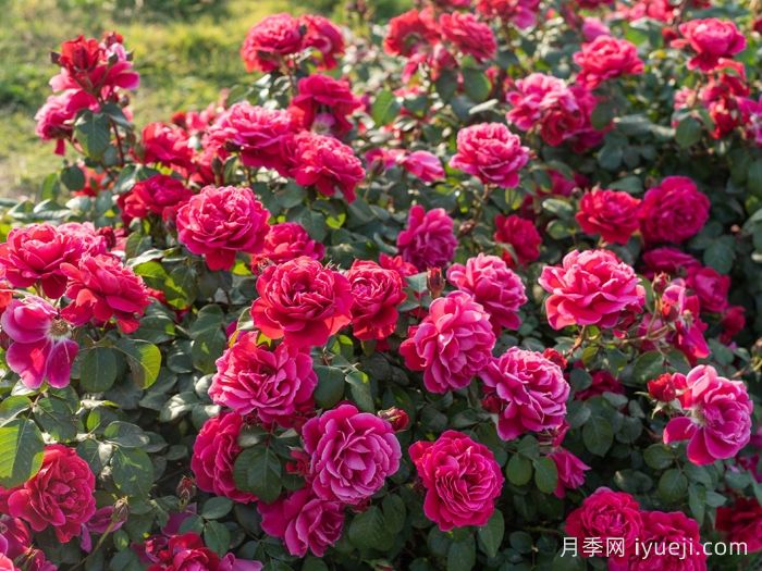 14周年红月季/朝阳红(图4)