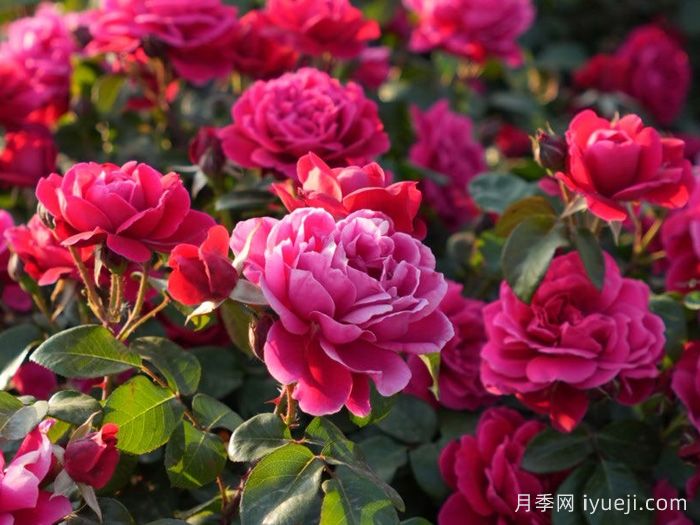 14周年红月季/朝阳红(图5)