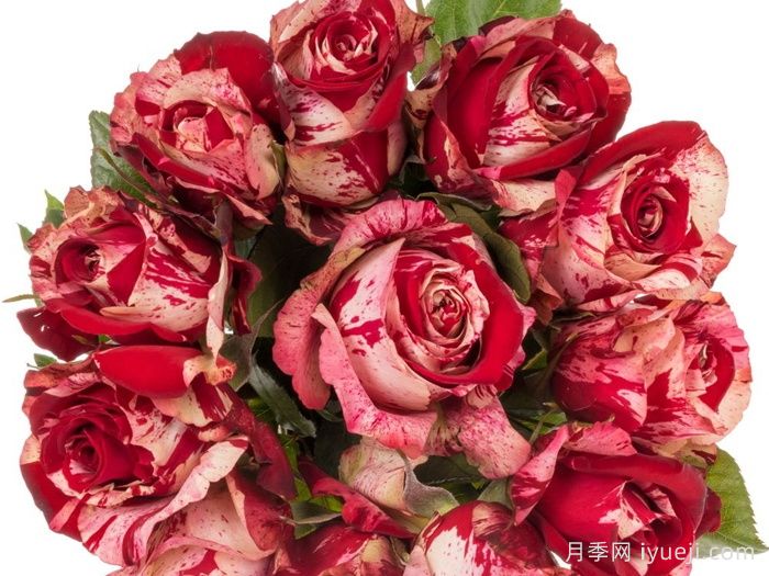 掷弹兵月季Grenadier(图1)