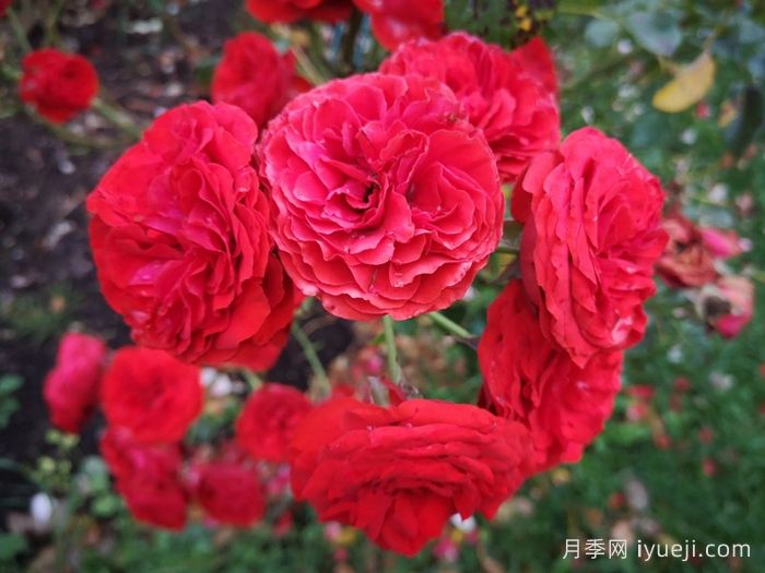 炙热洛可可月季/迪斯科女王月季Hot Rokoko(图1)