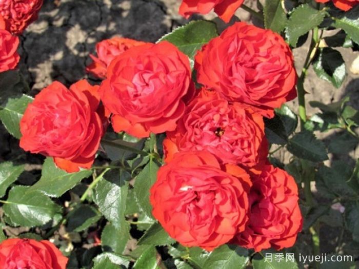 炙热洛可可月季/迪斯科女王月季Hot Rokoko(图2)