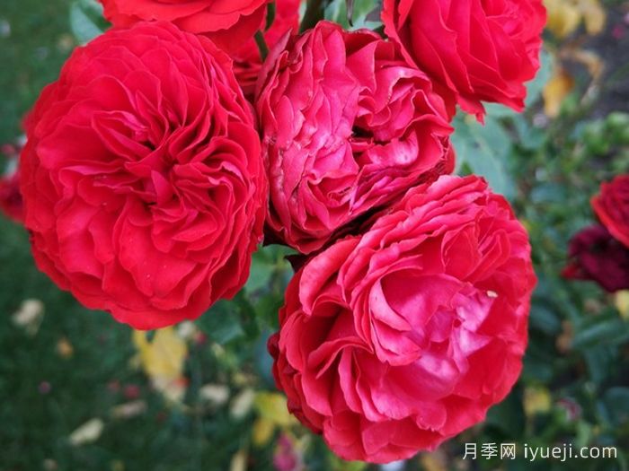 炙热洛可可月季/迪斯科女王月季Hot Rokoko(图3)