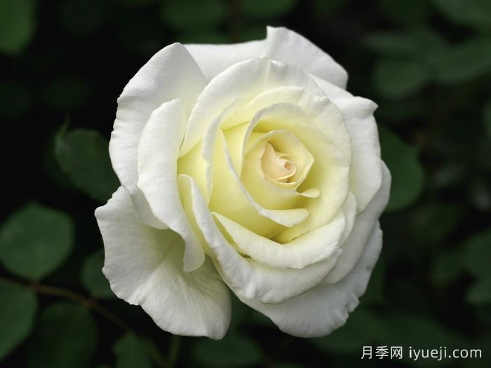 至善月季The Finest(图1)