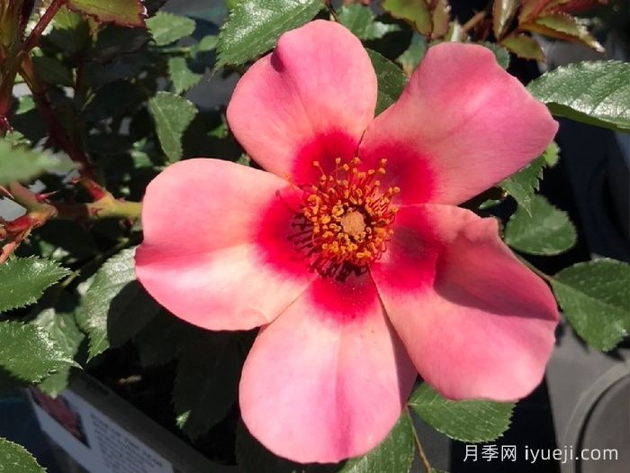 只为你的眼睛月季/唯你可见/只为你的双眼For Your Eyes Only(图2)