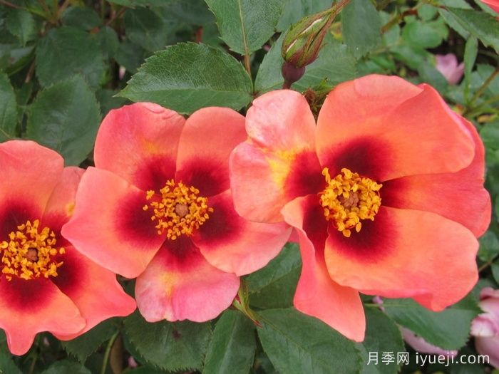 只为你的眼睛月季/唯你可见/只为你的双眼For Your Eyes Only(图3)