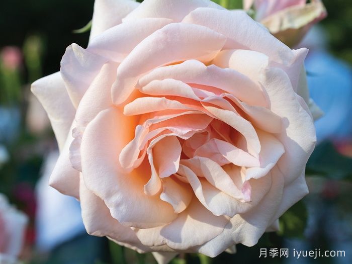 珍珠贝母月季Mother of Pearl(图2)