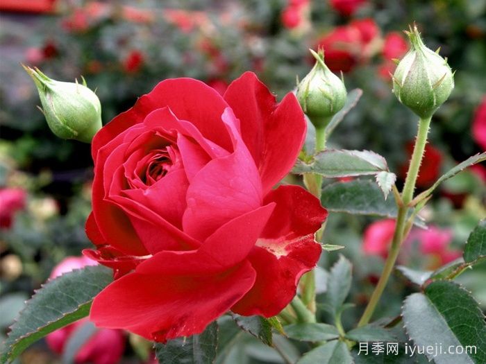 真爱月季/红船长/红色队长True Love(图1)