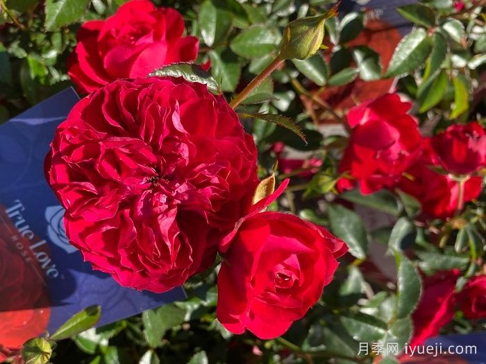 真爱月季/红船长/红色队长True Love(图2)