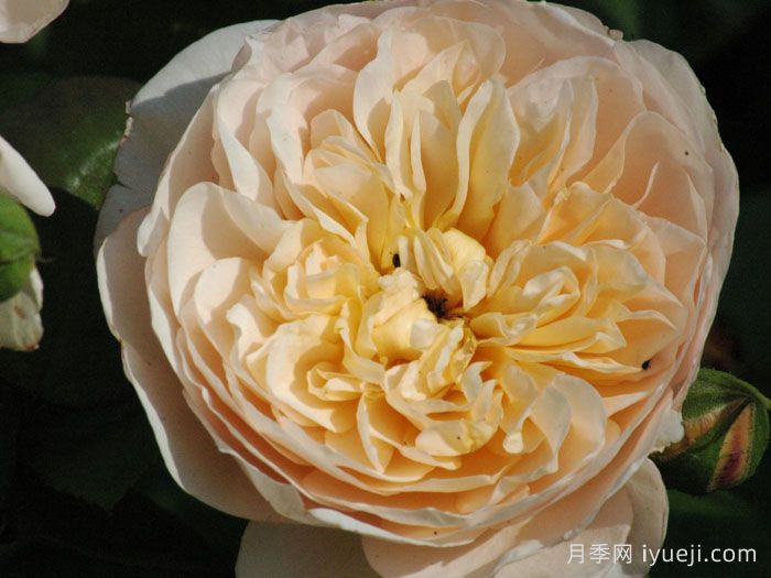 珍妮奥斯汀月季/杰恩奥斯汀Jayne Austin(图2)