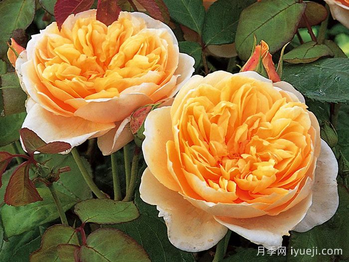 珍妮奥斯汀月季/杰恩奥斯汀Jayne Austin(图1)