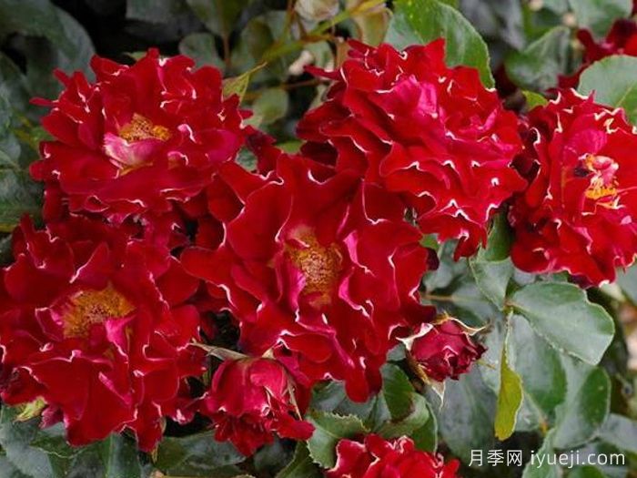 褶边红色夫人月季/红夫人波浪Red Lady Ruffles(图2)