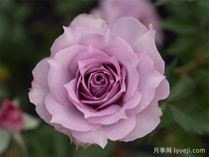 照夜清月季(图3)