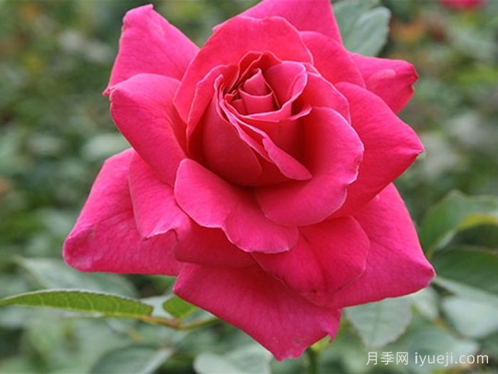 长梦月季/大梦想Dream Big(图1)