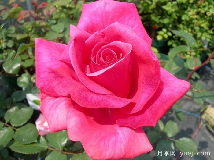 长梦月季/大梦想Dream Big(图2)