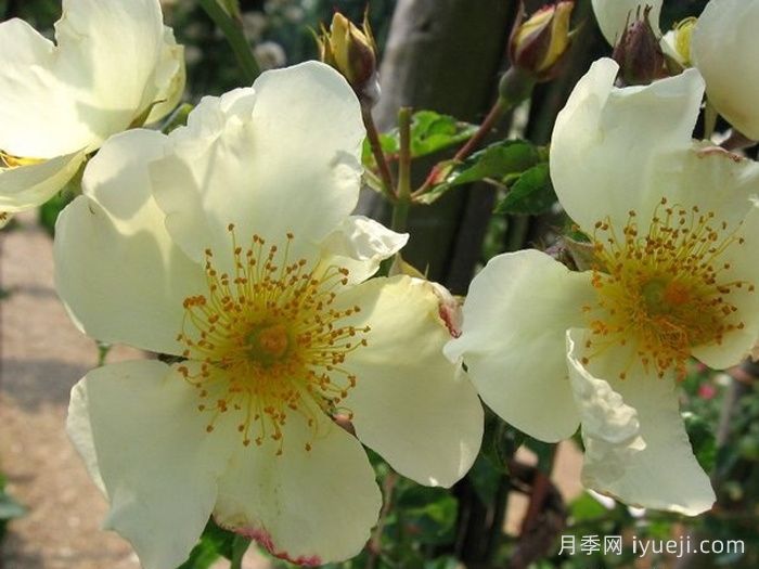 泽西美人月季/泽西美女Jersey Beauty(图1)