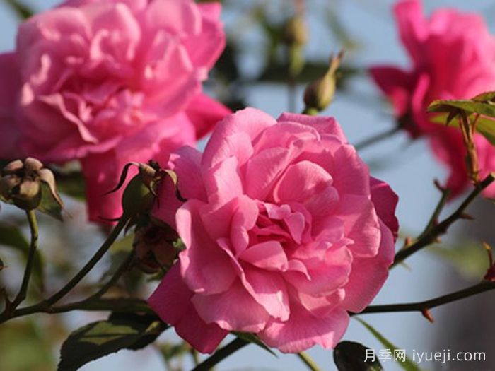 月月粉月季Old Blush(图1)