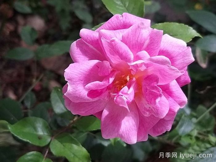 月月粉月季Old Blush(图2)