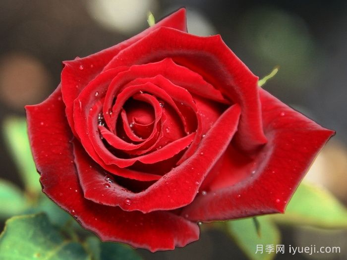 约瑟芬布鲁斯月季Josephine Bruce(图1)