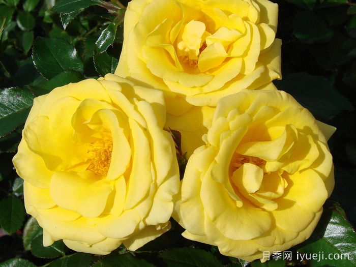 园丁荣耀月季Gardeners Glory(图1)