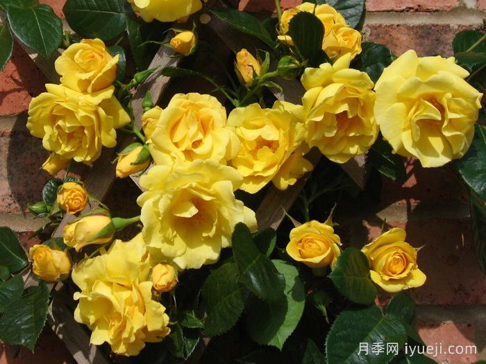 园丁荣耀月季Gardeners Glory(图2)