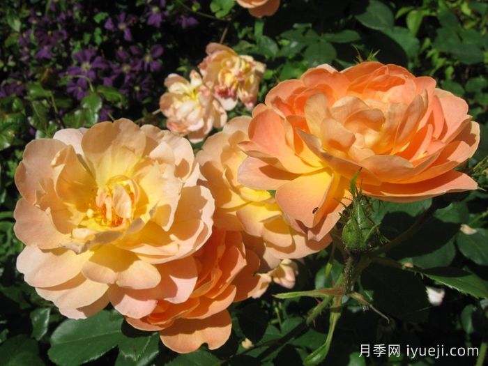 云雀高飞月季/云雀升腾The Lark Ascending(图3)