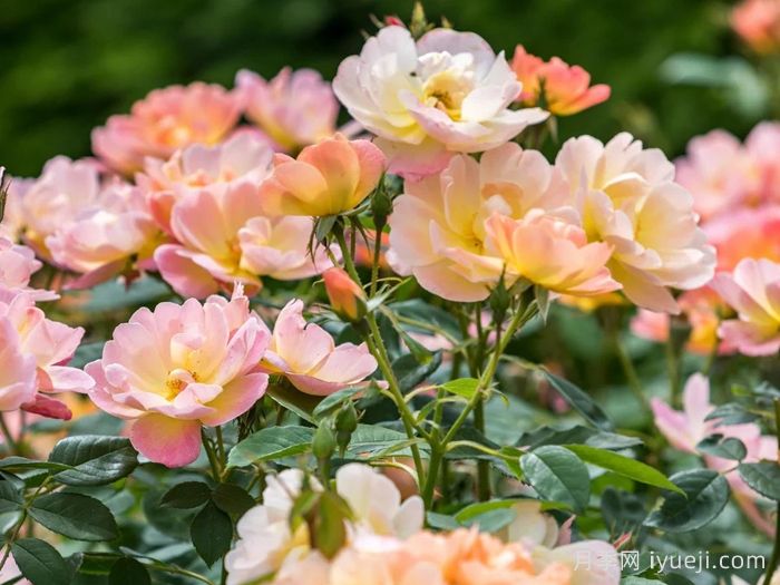 云雀高飞月季/云雀升腾The Lark Ascending(图4)