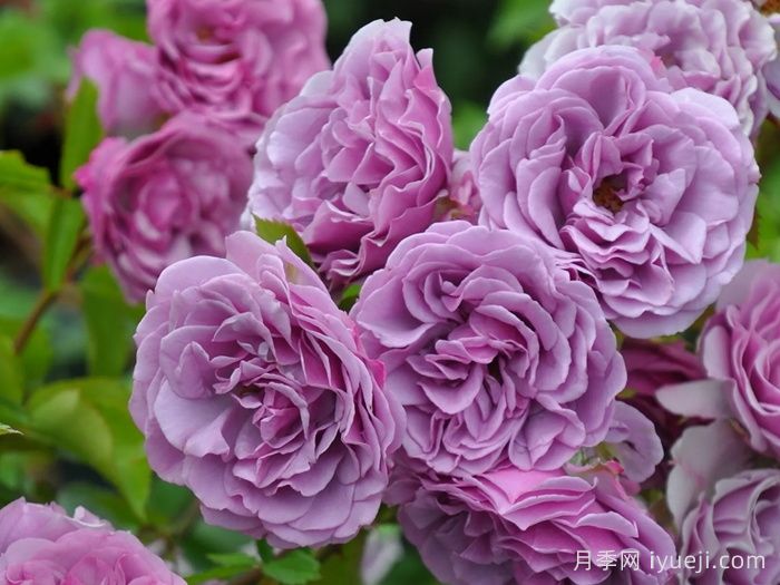 月夜光影月季Shadow of the Moon(图1)