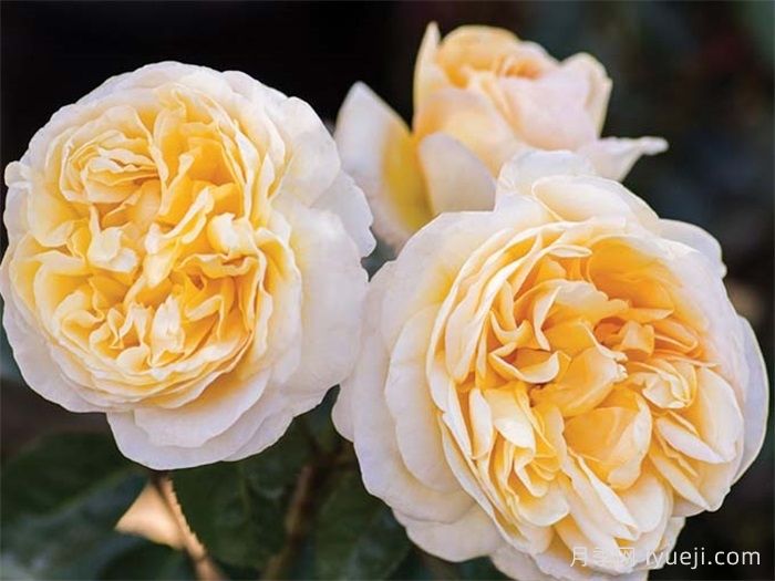 月色浪漫月季/浪漫月光月季Moonlight Romantica(图4)