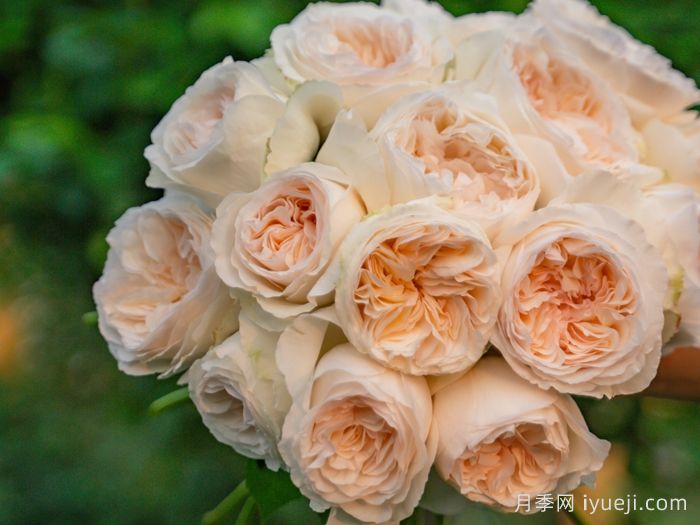 月笼沙月季(图2)