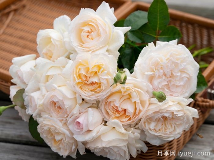 月笼沙月季(图4)