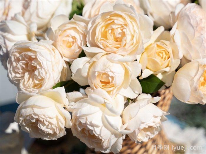 月笼沙月季(图5)