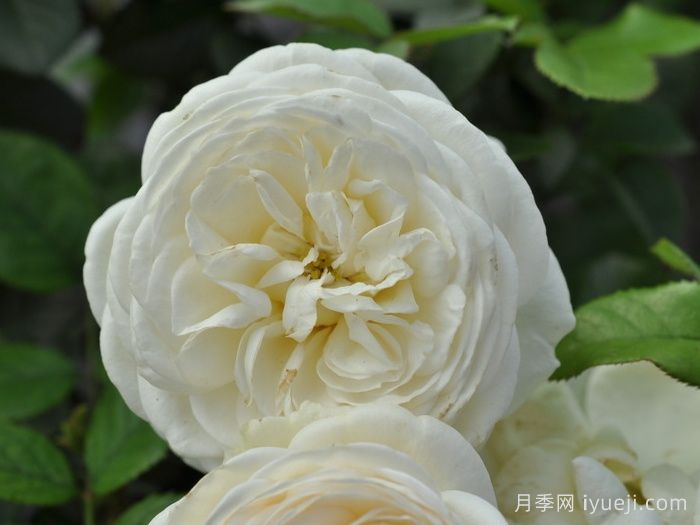 月亮女神月季/阿尔特弥斯月季Artemis(图2)