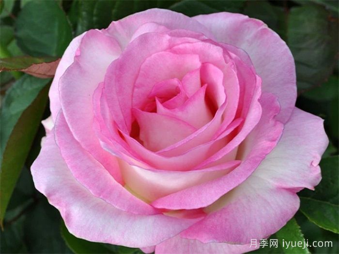 月光石月季/月亮石/月之石Moonstone(图2)